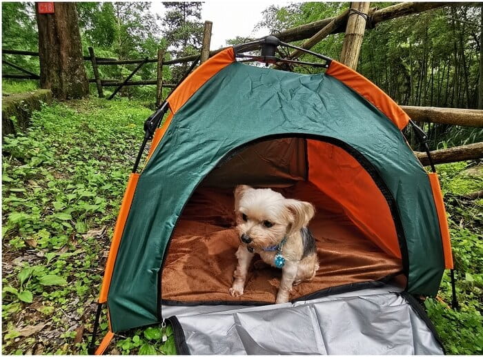 寵物速開帳篷自動型可折疊 附睡墊 防雨防曬 0